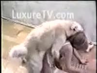 Zoophilia Tube - Horny blond in white underware acquires drilled by golden retriever